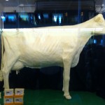 Iowa State Fair - Butter Cow