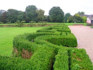 hedges